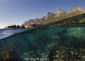 snorkelling below the 12 Apostles at Oudekraal, Cape Peni... by Geoff Spiby 